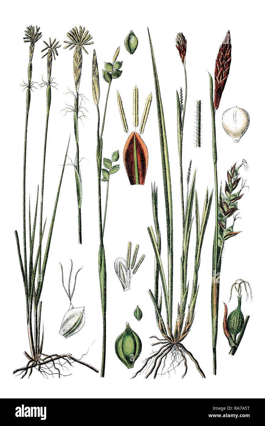 White Sedge (Carex alba), left, and Sedge species (Carex pilosa), right, medicinal plant, historical chromolithography Stock Photo