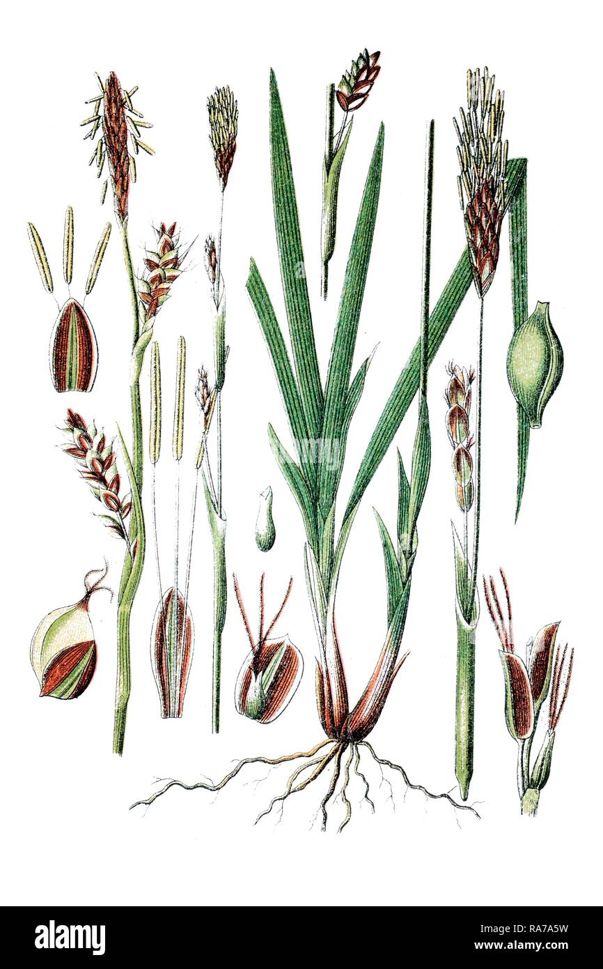 Sedge species (Carex panicea), left, and Sedge species (Carex sparsiflora), right, medicinal plant, historical chromolithography Stock Photo