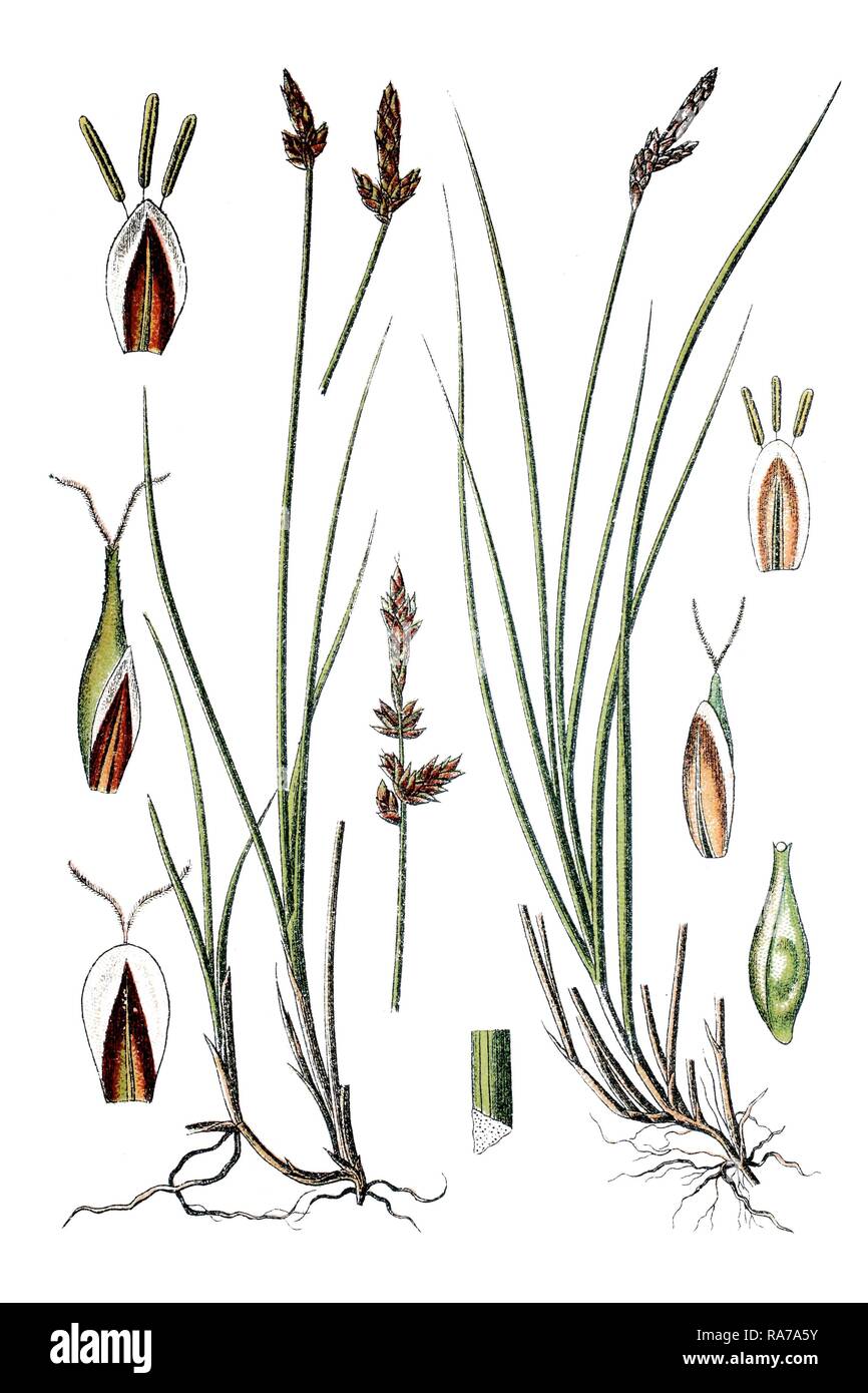 Gaudin Sedge (Carex gaudiniana), left, and small-spiked sedge (Carex microstachya), right, medicinal plant Stock Photo