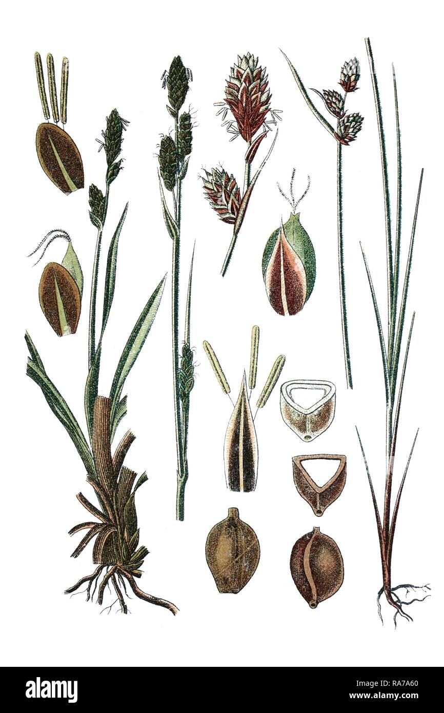 Bigelow's Sedge (Carex rigida), left, and Buxbaum's sedge (Carex buxbaumii), medicinal plant, historical chromolithography Stock Photo