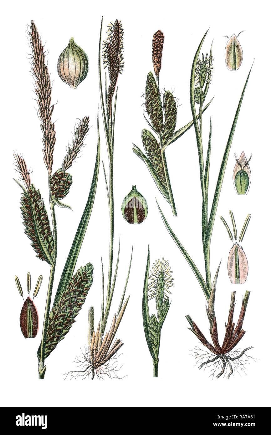 Tussock Sedge (Carex stricta), left, and meadow sedge (Carex goodenoughii), right, medicinal plant, historical chromolithography Stock Photo