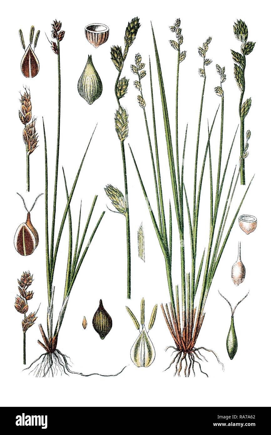 Hudson Bay Sedge (Carex heleonastes), left, and Hoary Sedge (Carex canescens), right, medicinal plant Stock Photo