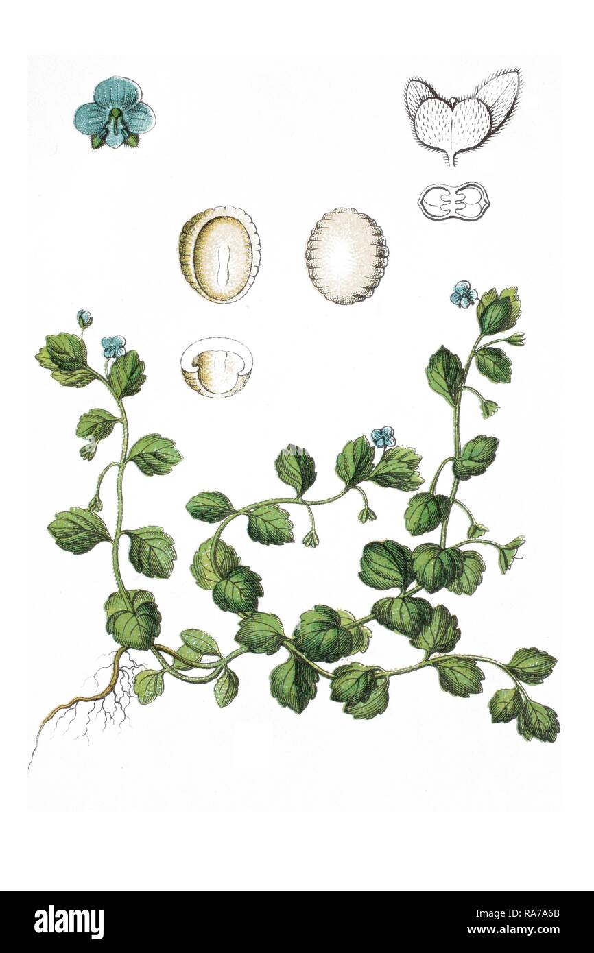 Matt speedwell (Veronica opaca), medicinal plant, historical chromolithography, circa 1796 Stock Photo