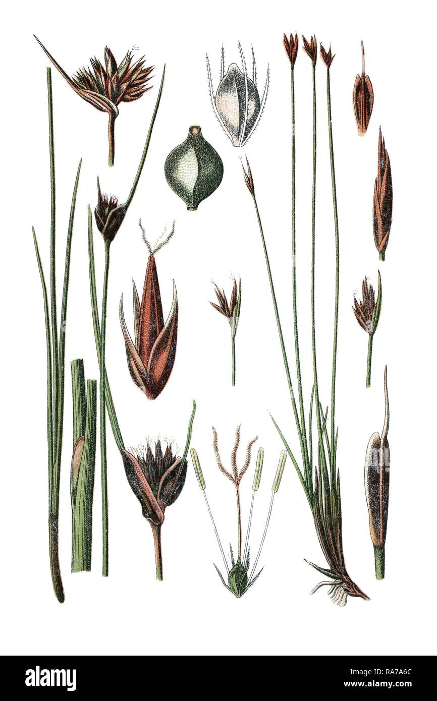 Black bogrush (Schoenus nigricans) on the left, Brown bog-rush (Schoenus ferrugineus) on the right, medicinal plants Stock Photo