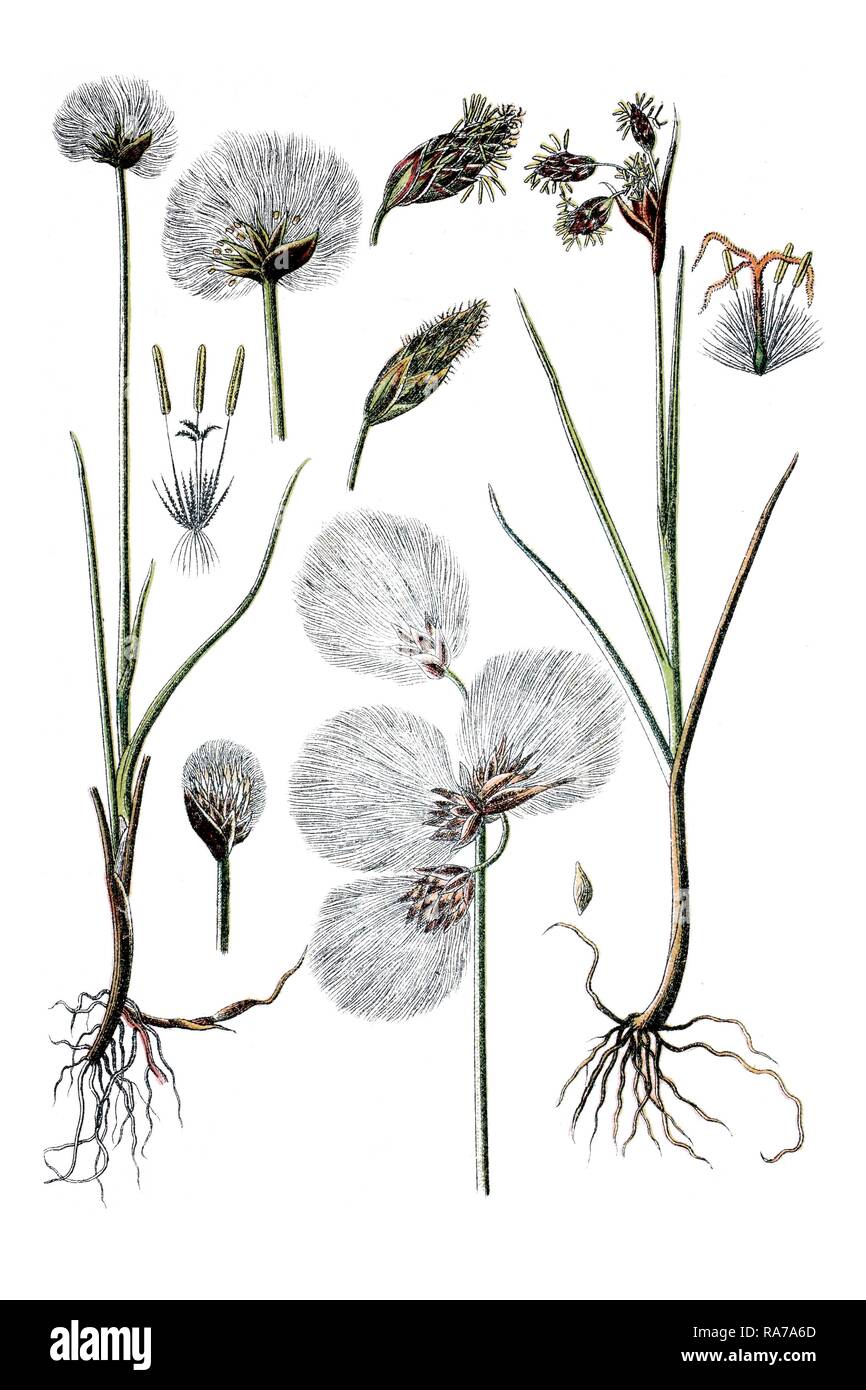 White cottongrass (Eriophorum scheuchzeri) on the left, bog cotton (Eriophorum polystachyum) on the right, medicinal plants Stock Photo
