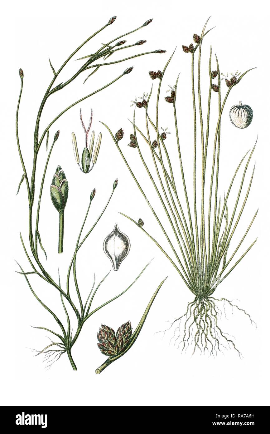 Two species of sedges, Cyperus fluitans (Cyperus fluitans) on the left, Cyperus setaceus (Cyperus setaceus) on the right Stock Photo