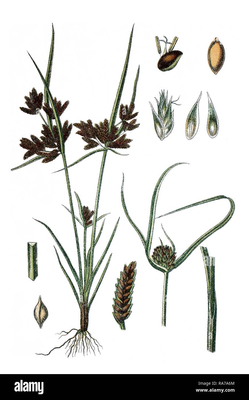 Brown galingale (Cyperus fuscus) on the left, species of sedge (Cyperus michelianus) on the right, medicinal plants Stock Photo