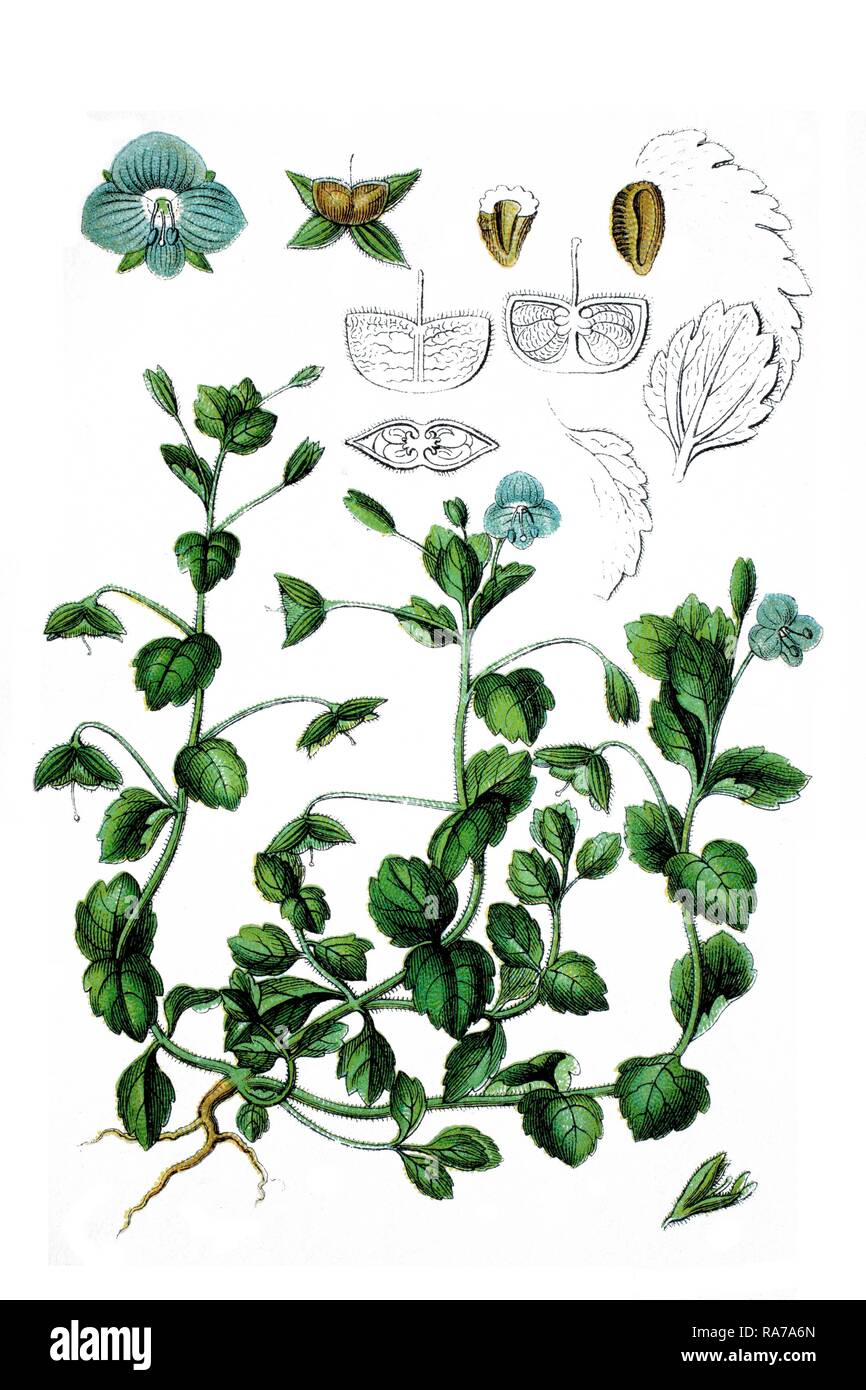 Species of Veronica (Veronica tournefortii), medicinal plant, historical chromolithography, about 1796 Stock Photo