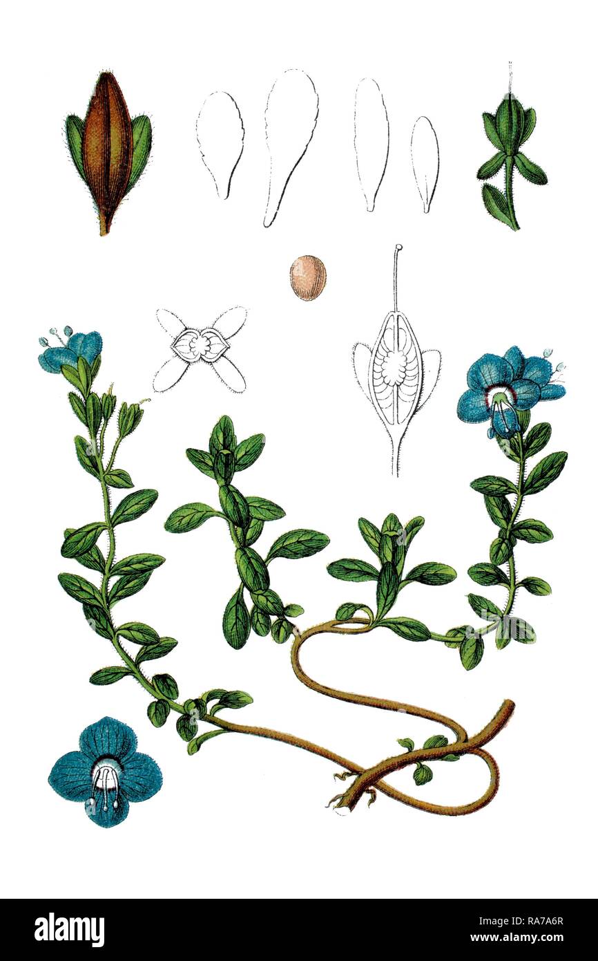 Blue rock speedwell (Veronica saxatilis), a medicinal plant, historical chromolithography, about 1796 Stock Photo