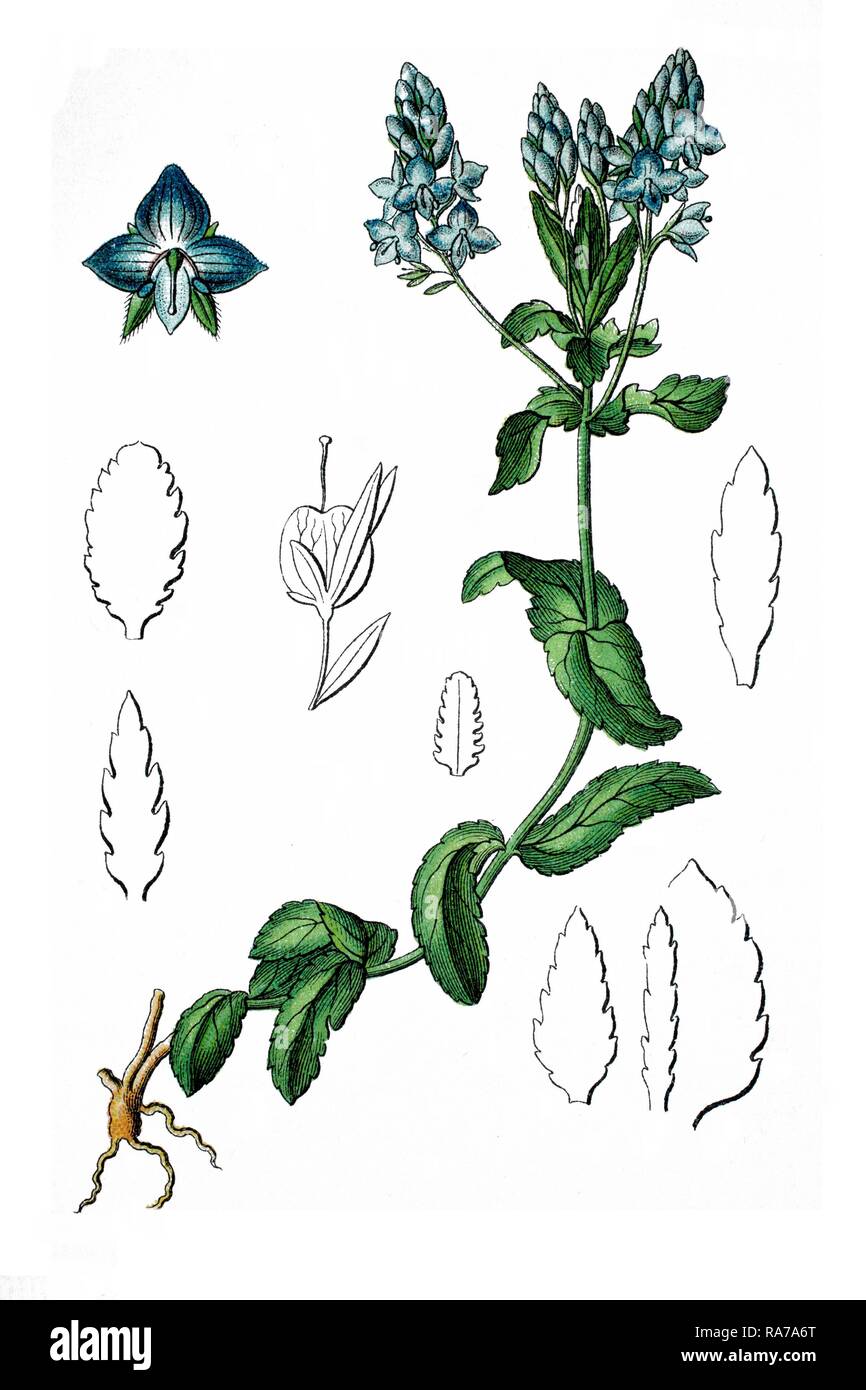 Sprawling speedwell (Veronica prostrata), a medicinal plant, historical chromolithography, about 1796 Stock Photo