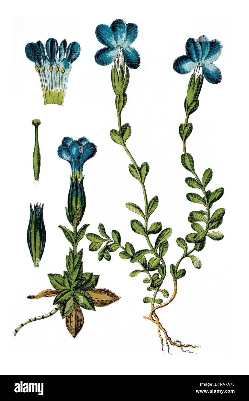 Left, Bavarian Gentian (Gentiana bavarica), right, Spring Gentian (Gentiana verna), medicinal plants Stock Photo