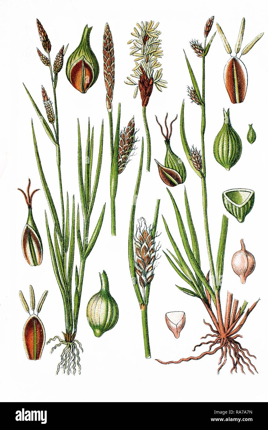 Left, Yellow Sedge (Carex flava), right, Distant Sedge (Carex distans), medicinal plants, historical chromolithography, ca. 1786 Stock Photo