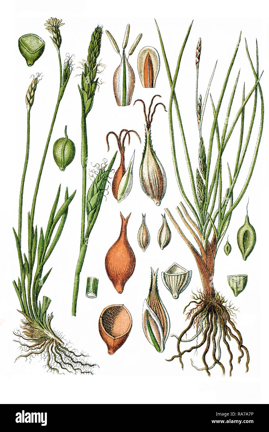 Left, Michaeli's Sedge (Carex michelii), right, Barley Sedge (Carex hordeistichos), medicinal plants Stock Photo