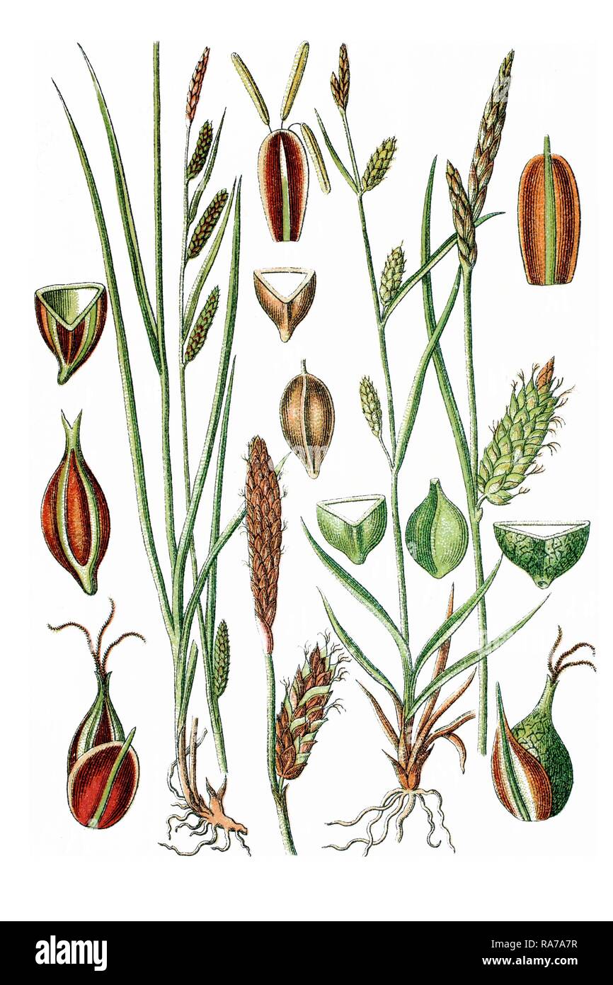 Left, Green-ribbed Sedge (Carex michelii), right, Dotted Sedge (Carex punctata), medicinal plants, historical chromolithography Stock Photo
