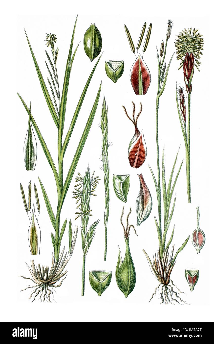 Left, Forest Sedge (Carex sylvatica), right, Evergreen Sedge (Carex sempervirens), medicinal plants Stock Photo