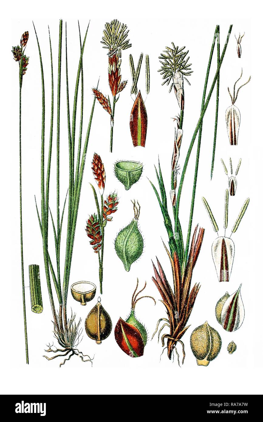 Left, Umbrosa Sedge (Carex umbrosa), right, Dwarf Sedge (Carex humilis), medicinal plants, historical chromolithography Stock Photo