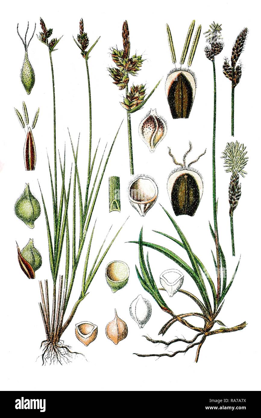 Left, Pill Sedge (Carex pilulifera), right, Rare Spring Sedge (Carex ericetorum), medicinal plants, historical chromolithography Stock Photo