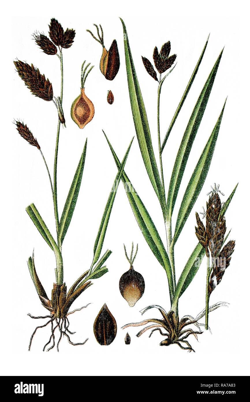 Left, Black Alpine Sedge (Carex atrata), right, Black Sedge (Carex atrata var. aterrima), medicinal plants Stock Photo