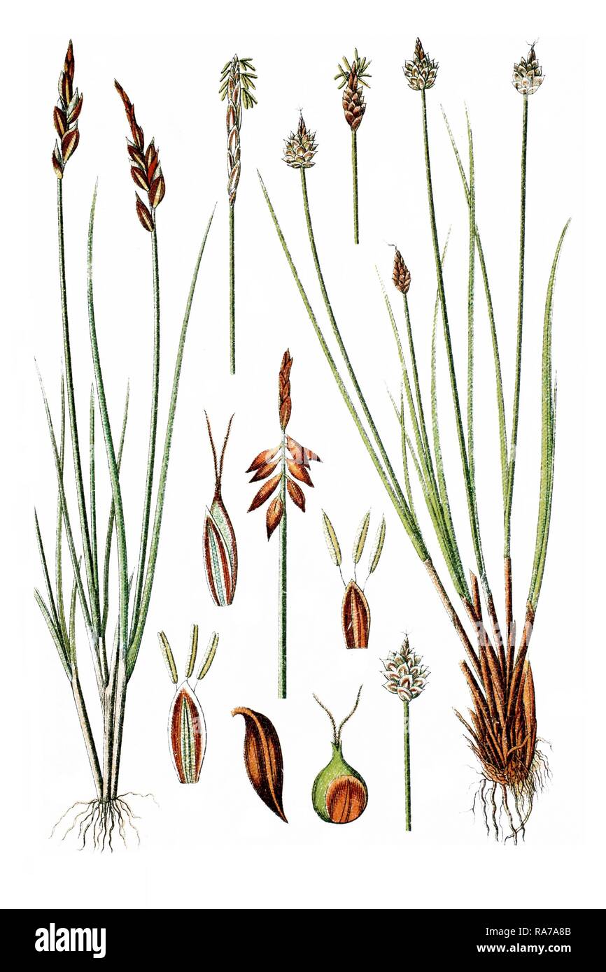 Left, Flea Sedge (Carex pulicaris), right, Capitate Sedge (Carex capitata), medicinal plants, historical chromolithography Stock Photo