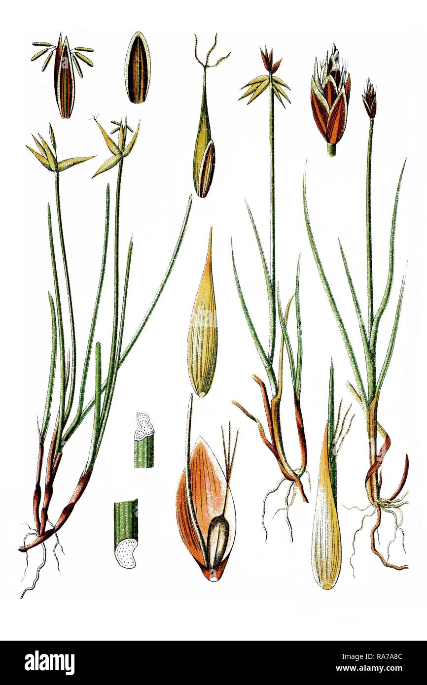 Left, Fewflower Sedge (Carex pauciflora), right, Fewseeded Bog Sedge (Carex microglochin), medicinal plants Stock Photo