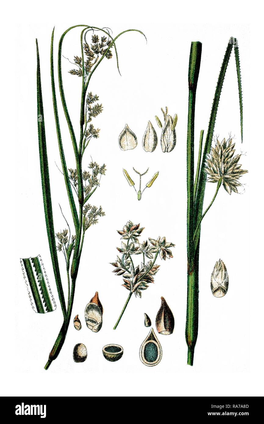 Saw-sedge or Sawtooth Sedge (Cladium mariscus), medicinal plant, historical chromolithography, ca. 1786 Stock Photo