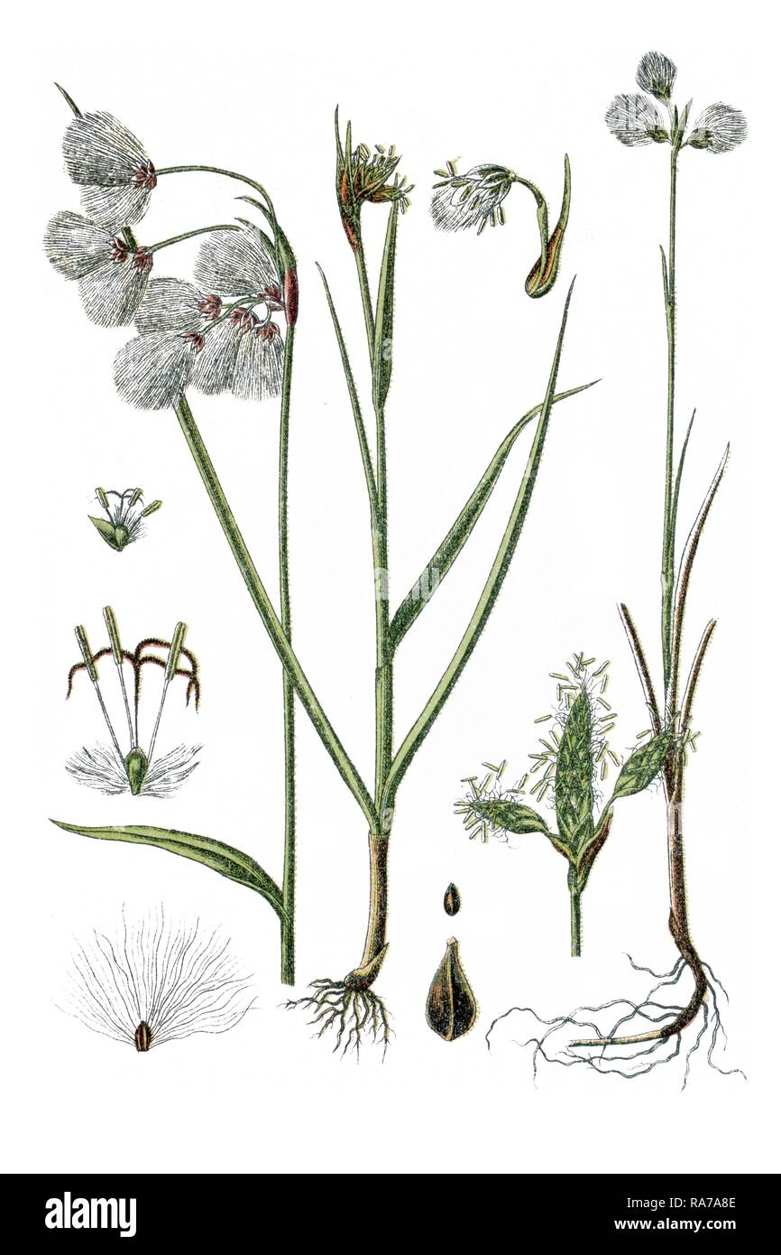 Left, Broad Leafed Cotton Grass (Eriophorum latifoilum), right, Slender Cottonsedge or Slender Cottongrass (Eriophorum gracile) Stock Photo