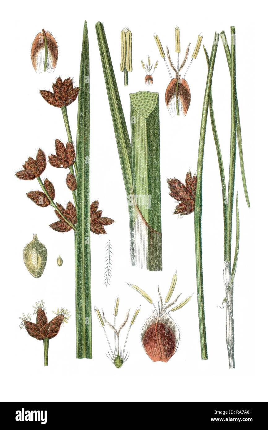 Left, Triangular Club-rush (Cyperus triqueter), right, Three-square Bulrush (Cyperus pungens), medicinal plants Stock Photo