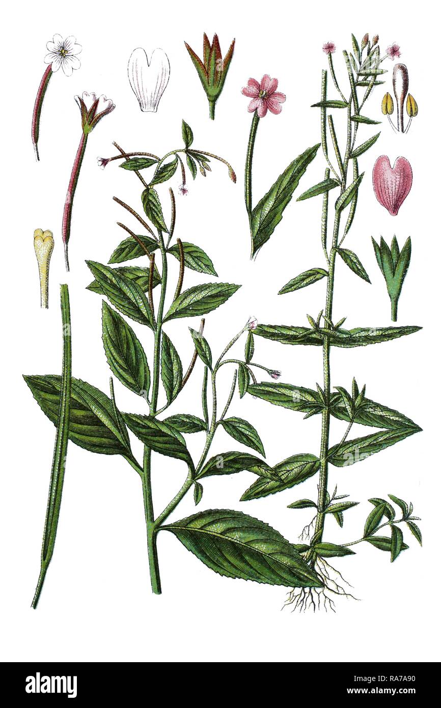 Pale willowherb (Epilobium roseum) on the left, Short-fruited willowherb (Epilobium obscurum) on the right, medicinal plants Stock Photo