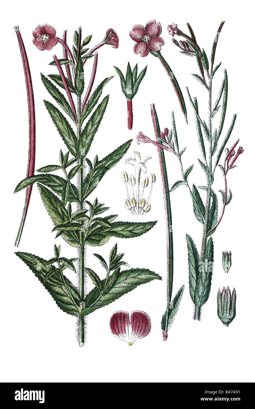 Great willowherb, Great hairy willowherb (Epilobium grandiflorum) on the left, Smallflower hairy willowherb (Epilobium Stock Photo