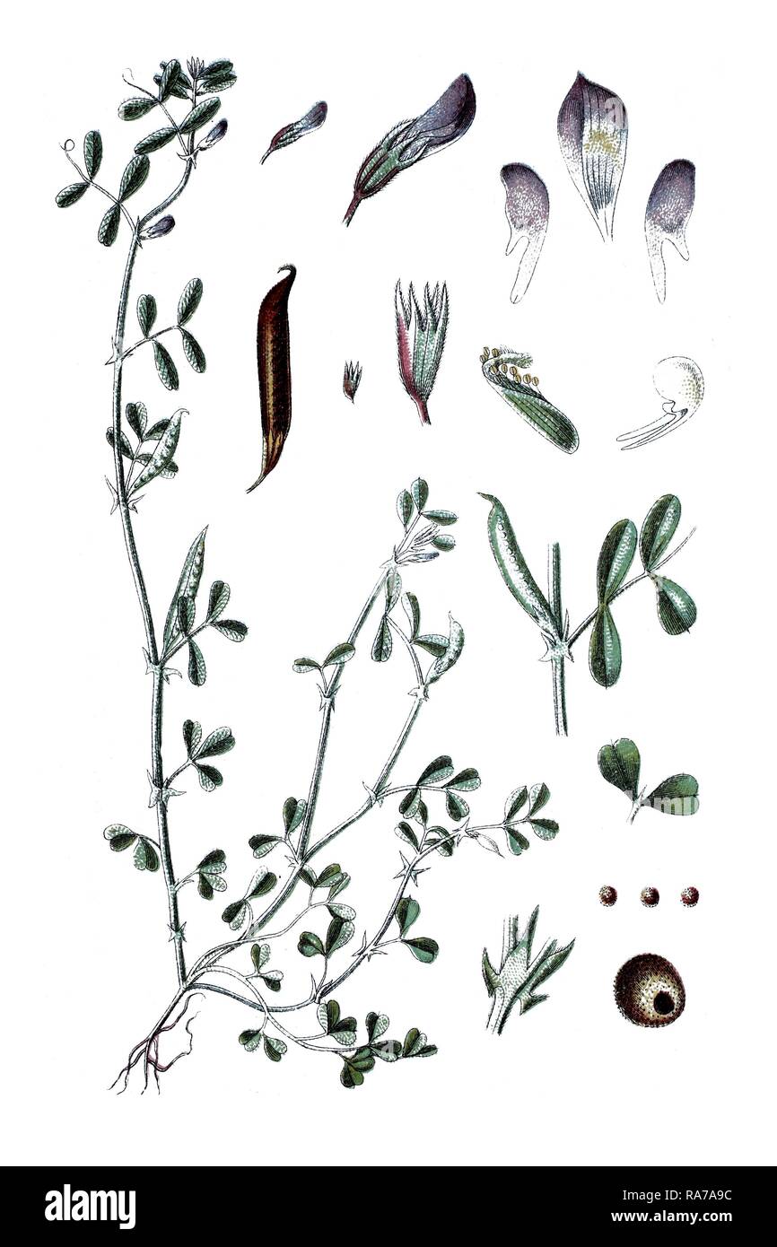 Spring vetch (Vicia lathyroides), medicinal plant, historical chromolithography, about 1796 Stock Photo