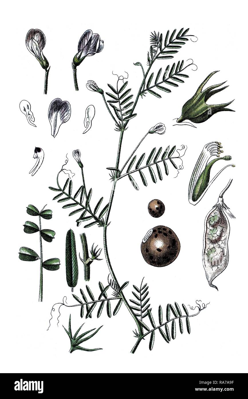 Barn vetch (Vicia monantha), medicinal plant, historical chromolithography, about 1796 Stock Photo