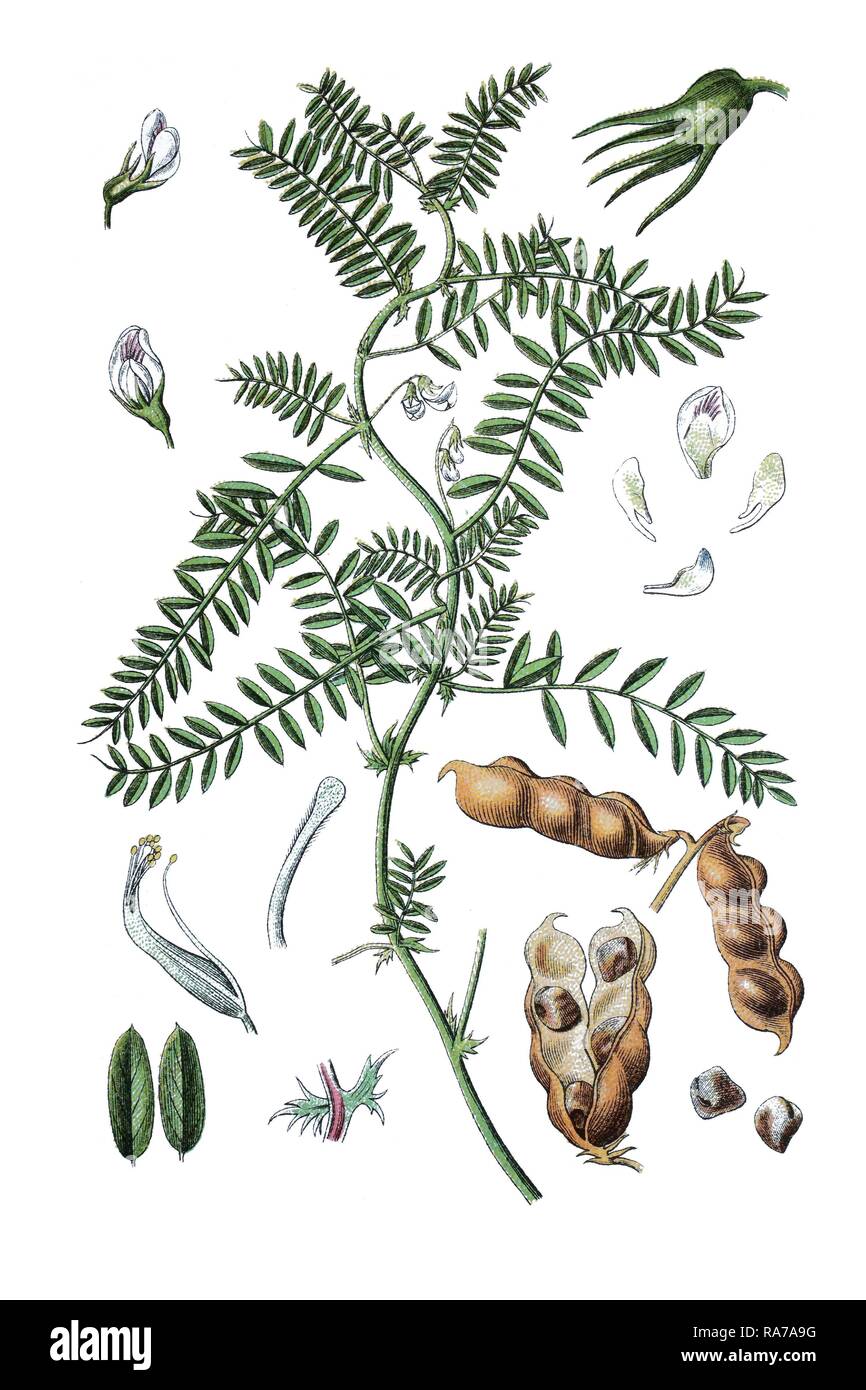 Bitter vetch (Vicia ervilia), medicinal plant, historical chromolithography, about 1796 Stock Photo