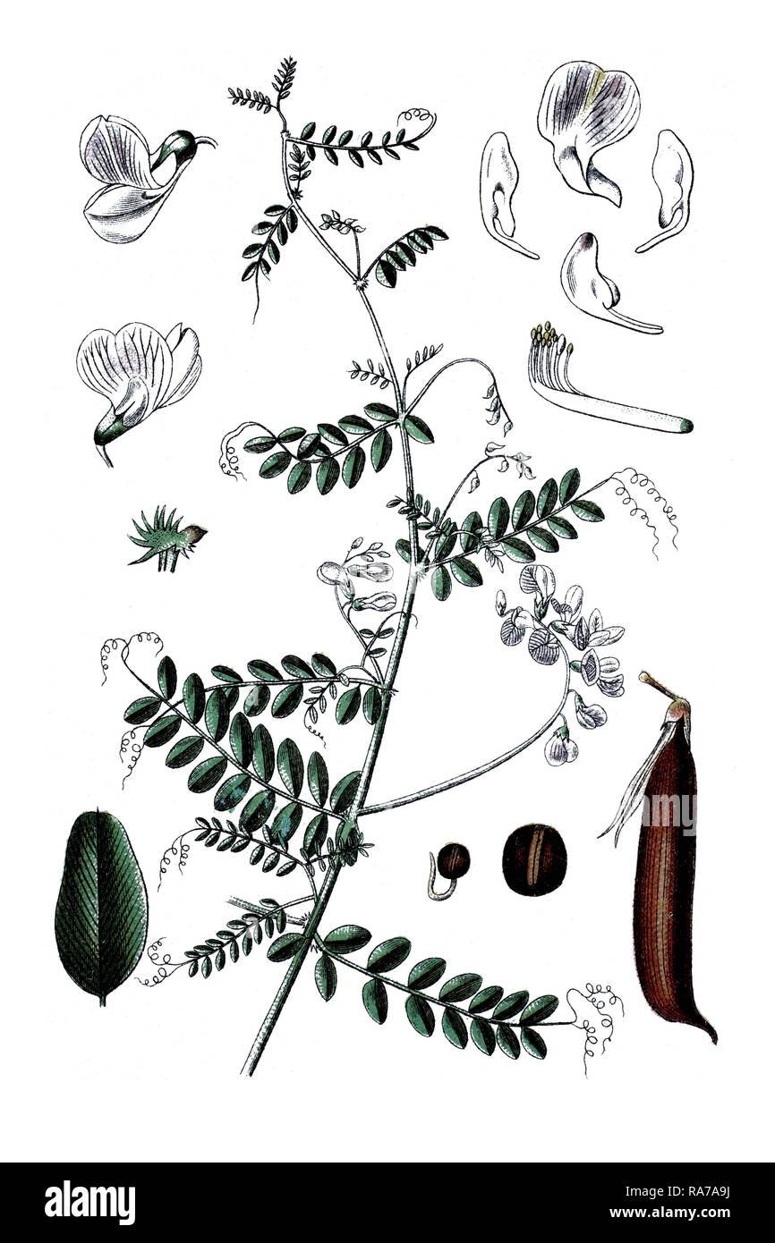 Wood vetch (Vicia sylvatica), a medicinal plant, historical chromolithography, about 1796 Stock Photo