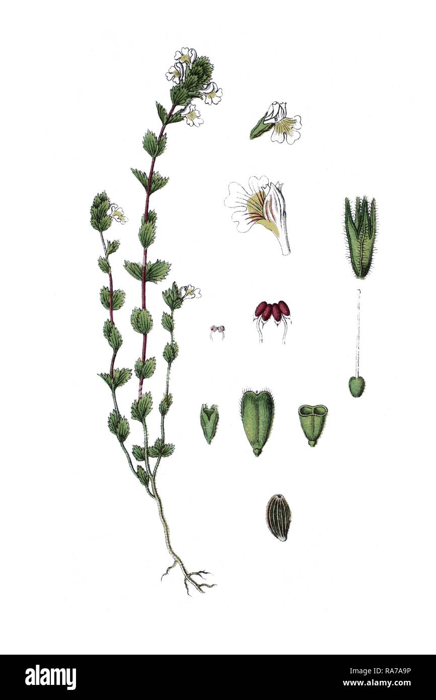 Common eyebright (Euphrasia nemorosa), medicinal plant, historical chromolithography, about 1796 Stock Photo
