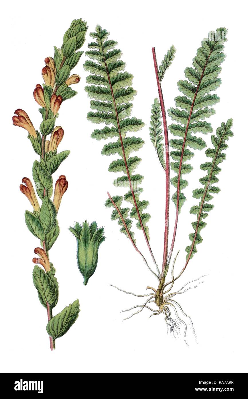 Lousewort (Pedicularis sceptrum), medicinal plant, historical chromolithography, about 1796 Stock Photo
