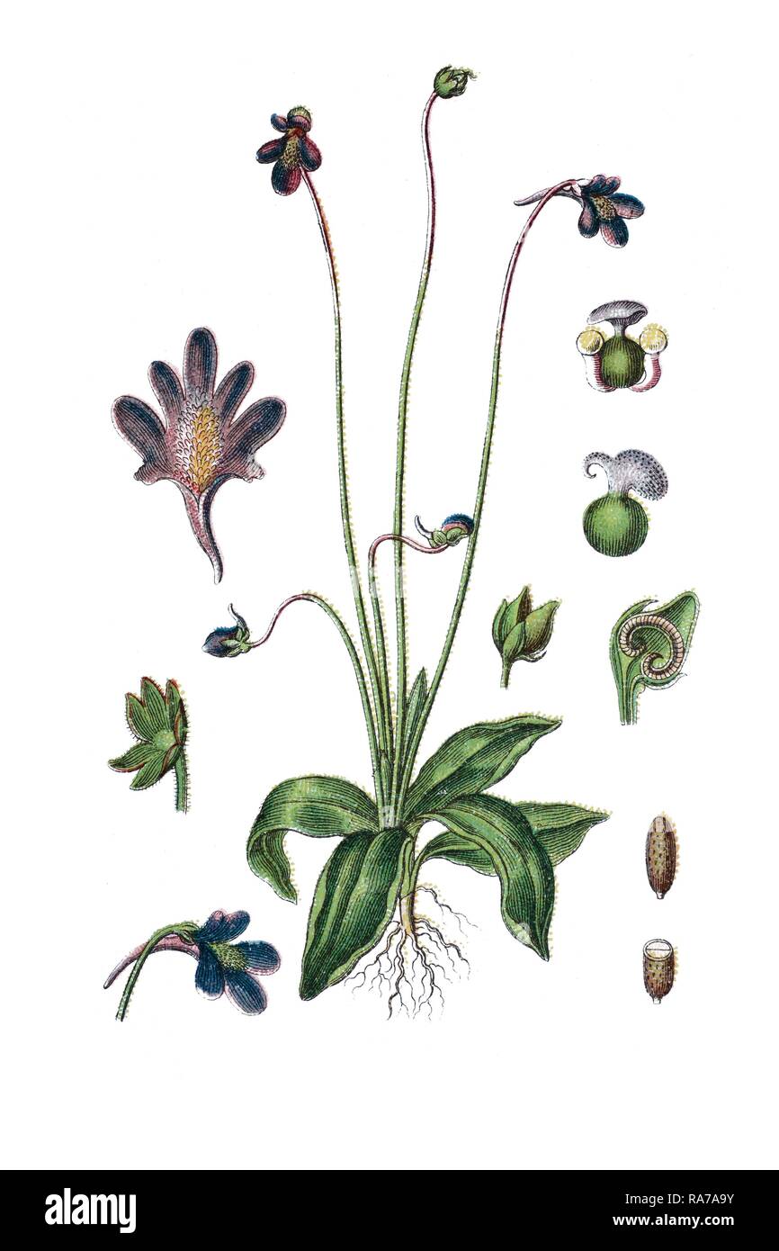 Common butterwort (Pinguicula vulgaris), a medicinal plant, historical chromolithography, about 1796 Stock Photo