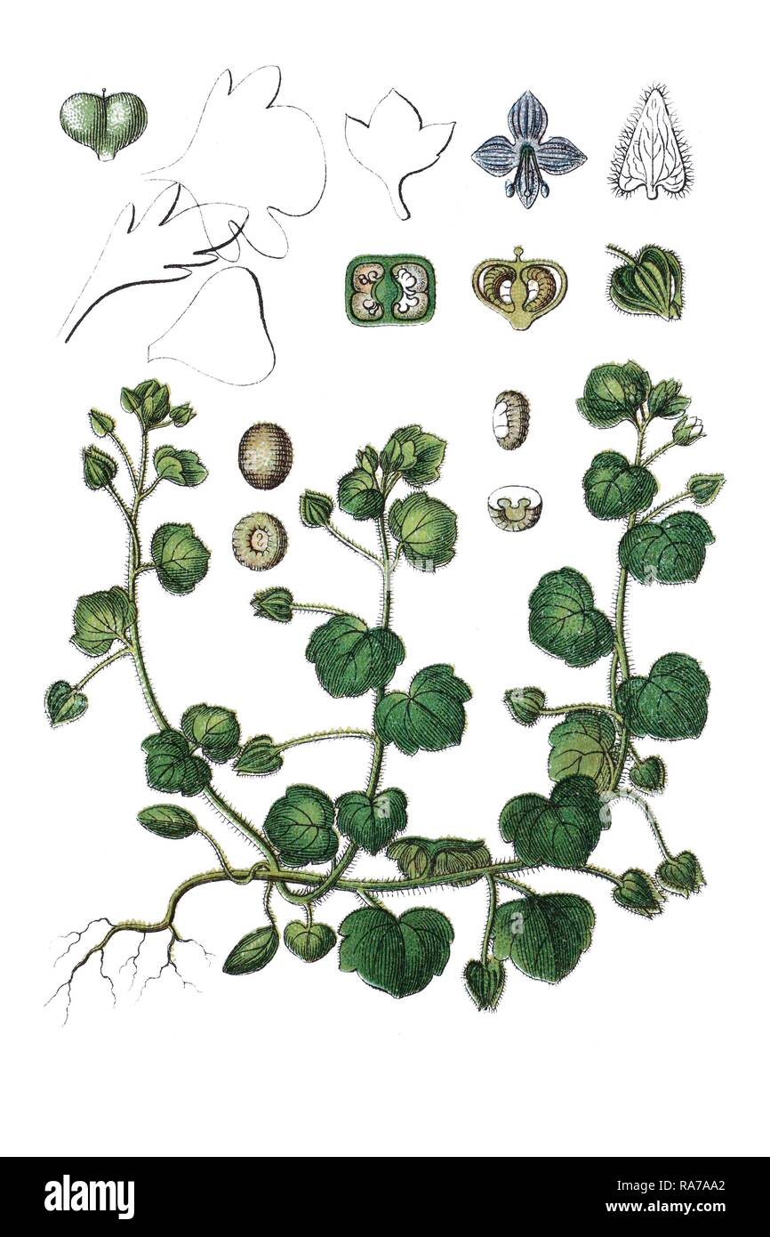 Ivy-leaved speedwell (Veronica hederifolia), medicinal plant, historical chromolithography, about 1796 Stock Photo