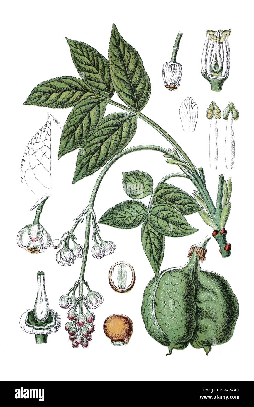 European bladdernut (Staphylea pinnata), medicinal plant, historic chromolithography, about 1796 Stock Photo
