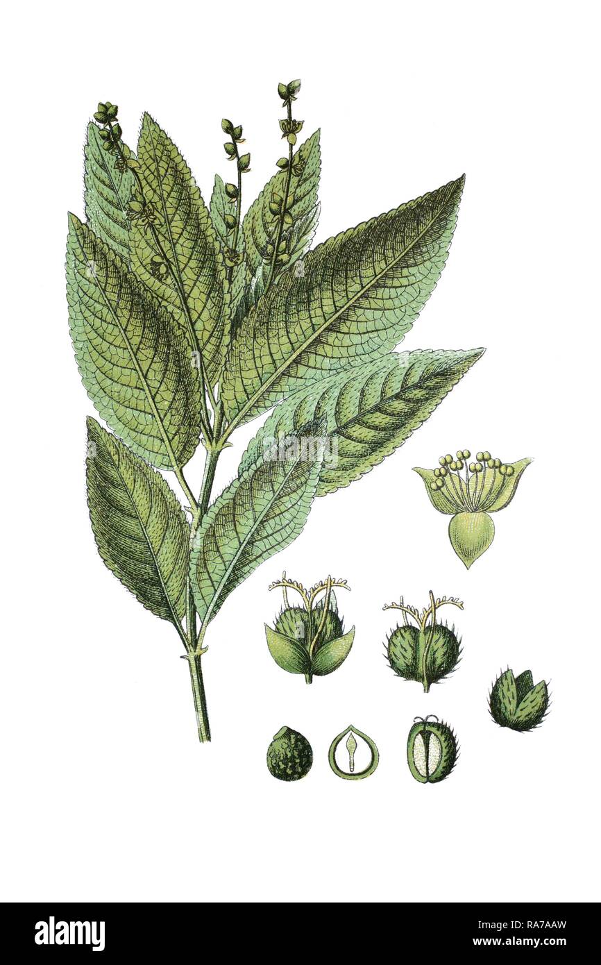 Dog's mercury (Mercurialis perennis), a medicinal plant, historic chromolithography, about 1796 Stock Photo