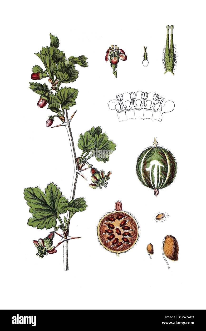 Gooseberry (Ribes grossularia), medicinal plant, historic chromolithography, about 1796 Stock Photo