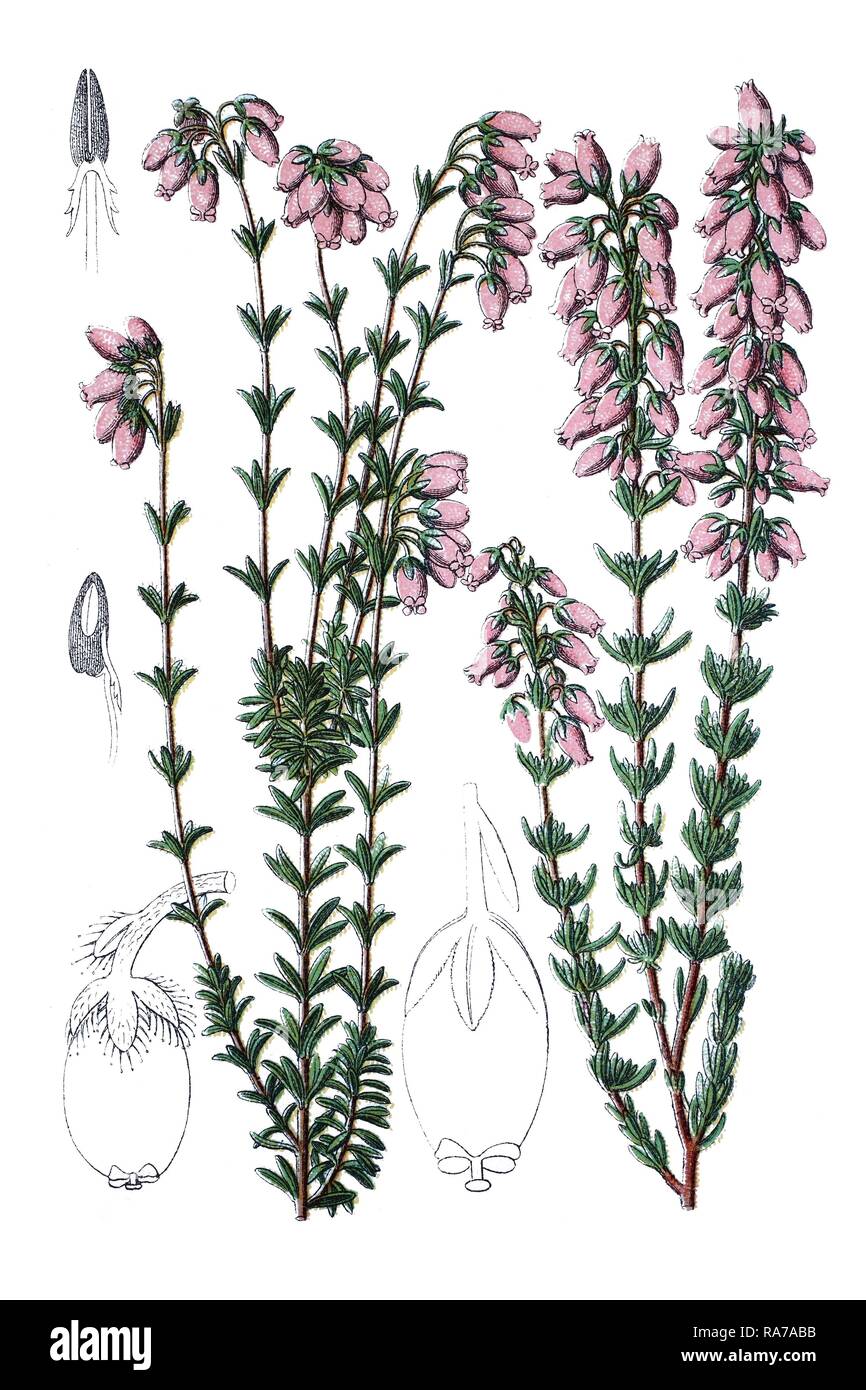 Cross-leaved heath (Erica tetralix) on the left, Bell heather (Erica cinerea) on the right, medicinal plants Stock Photo