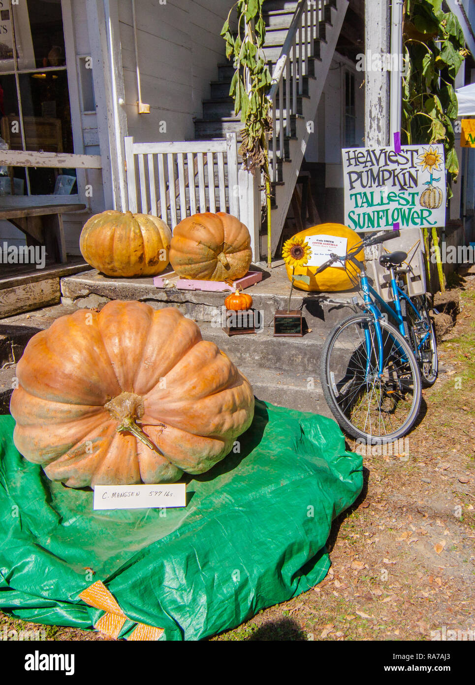Big pumpkin contest in Ashfield, MA Stock Photo Alamy