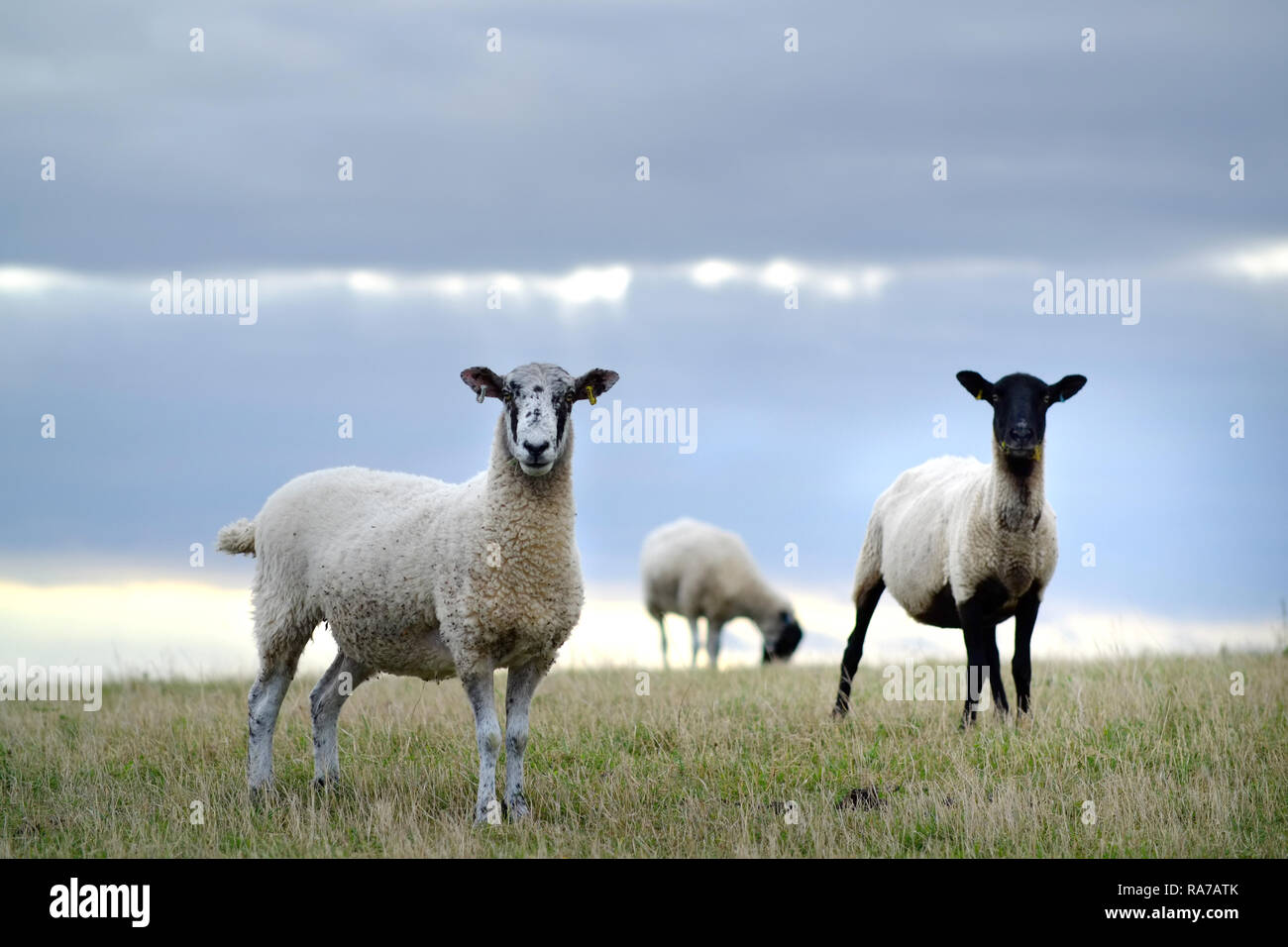 Sheep on the South Downs near Lewes Stock Photo