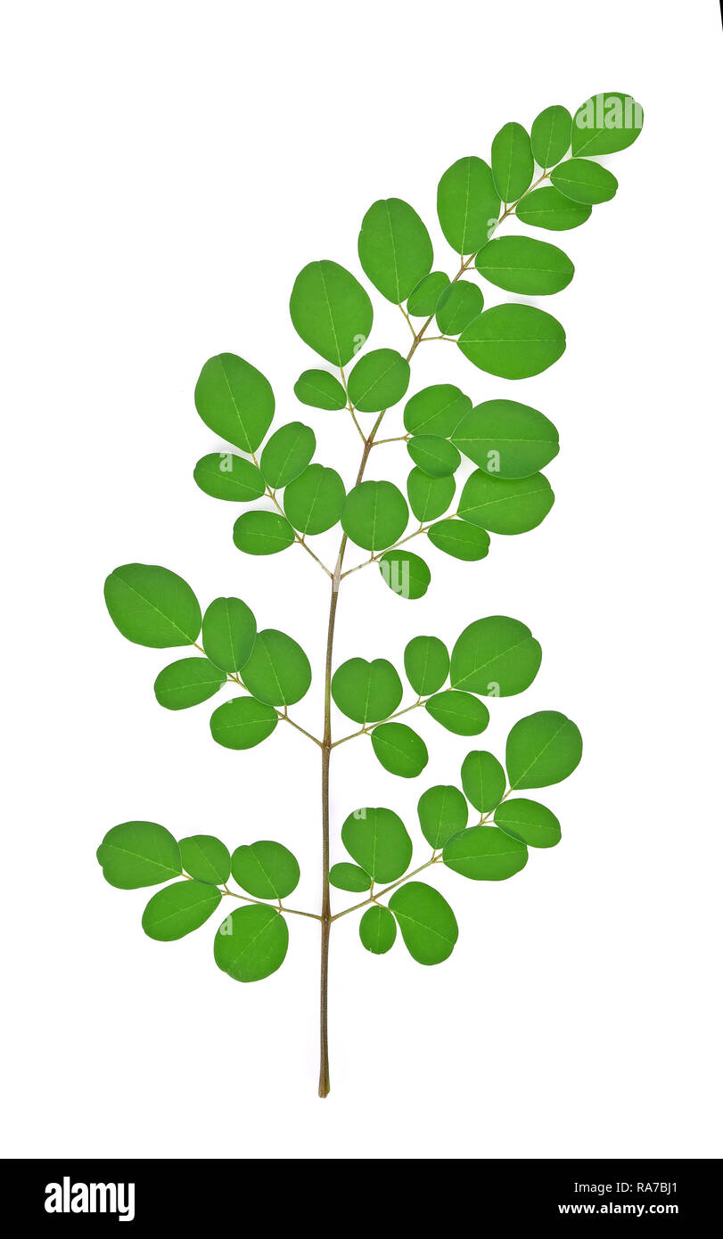 Malunggay leaves hi-res stock photography and images - Alamy