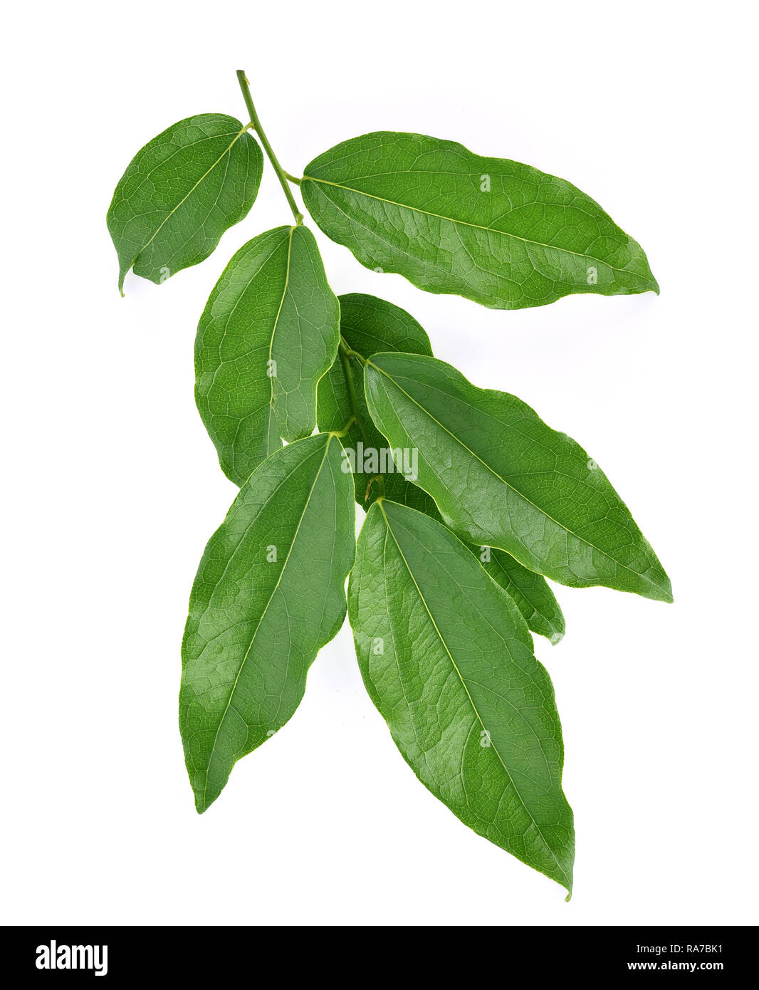 Top view of Yanang leaf isolated on white background Stock Photo
