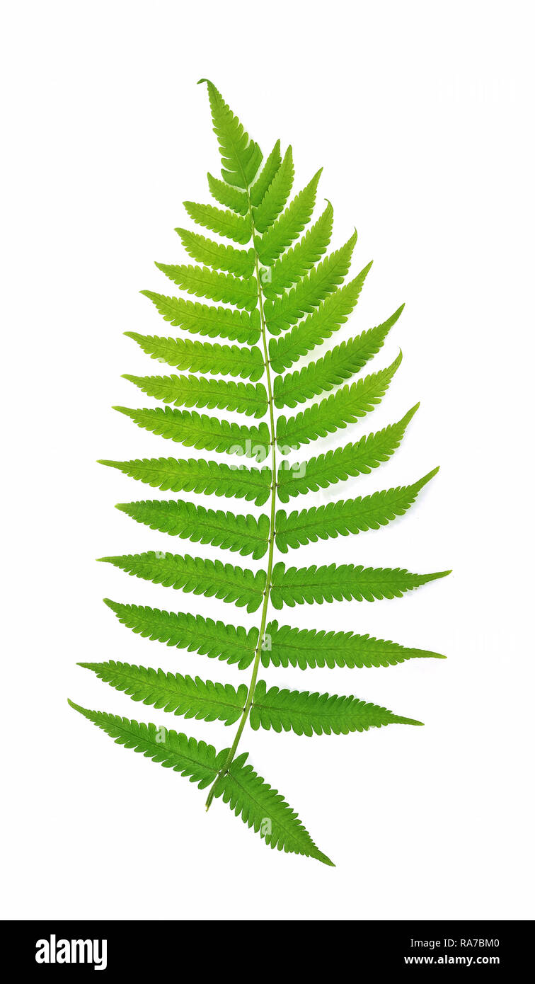 Fern on white background Stock Photo Alamy