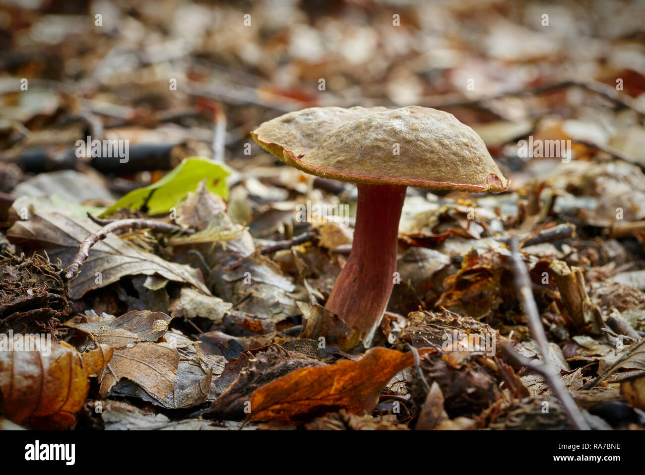 Mushroom of the genus Xerocomellus chrysenteron on the forest floor Stock Photo