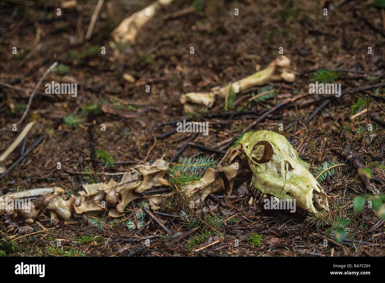 red deer skeleton left by poachers Stock Photo