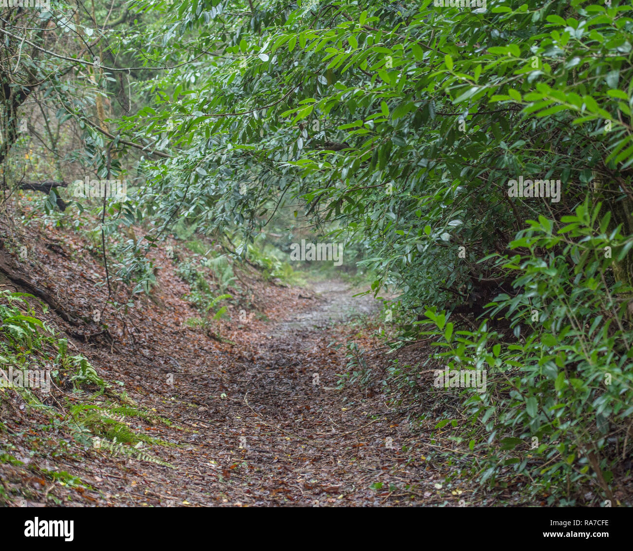 woodland path through laurel trees Stock Photo