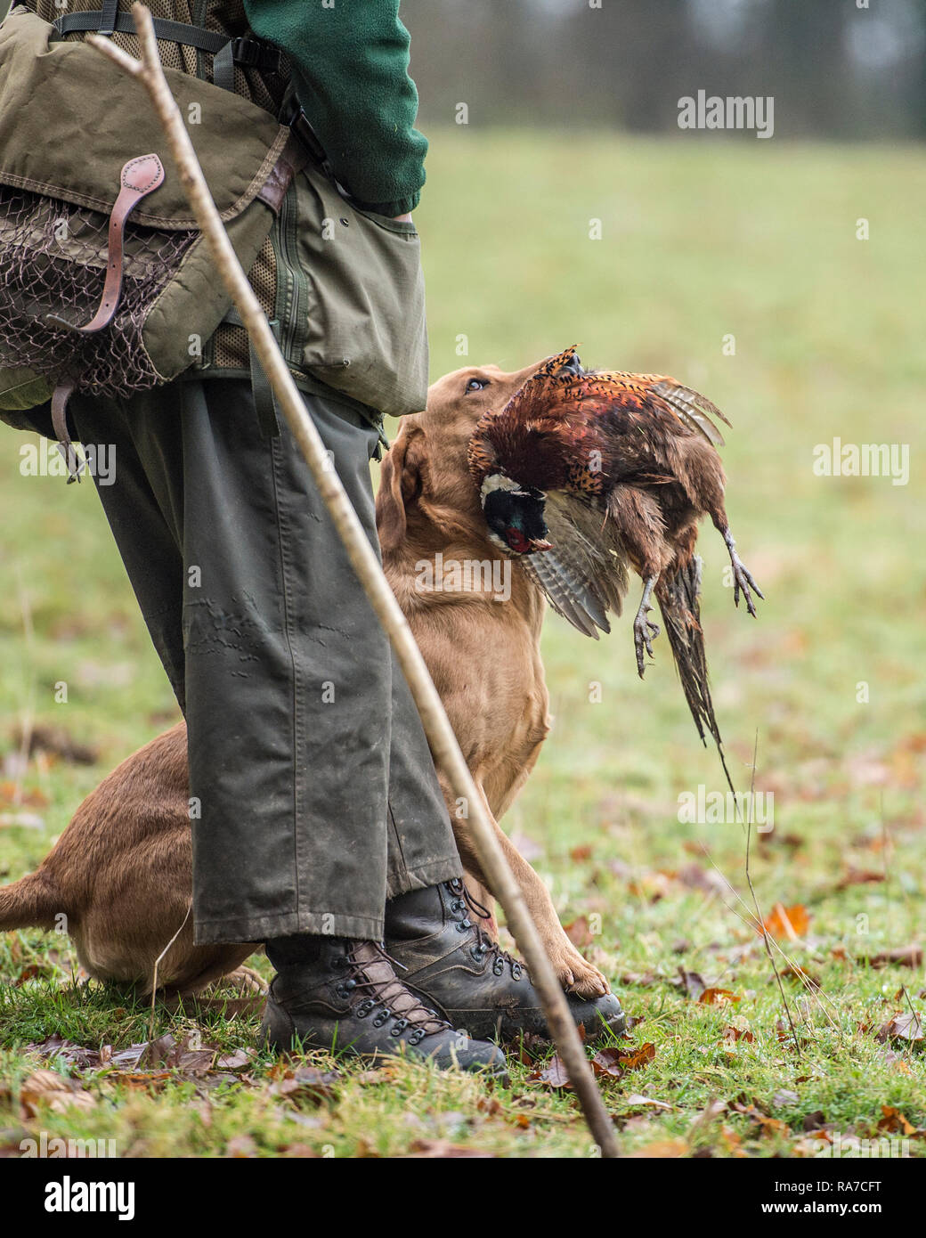 dog retrieving a pheasant on a shoot Stock Photo